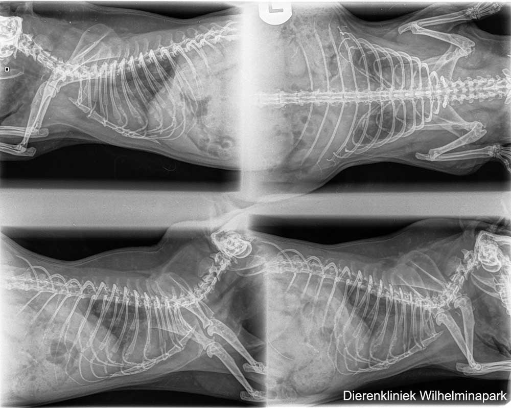 rontgenfoto van June beoordeling